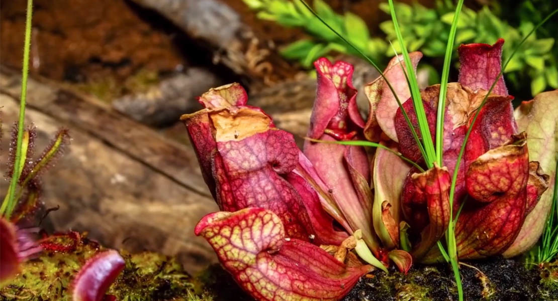 This Menacing Carnivorous Plant Timelapse Is A Horror Movie For