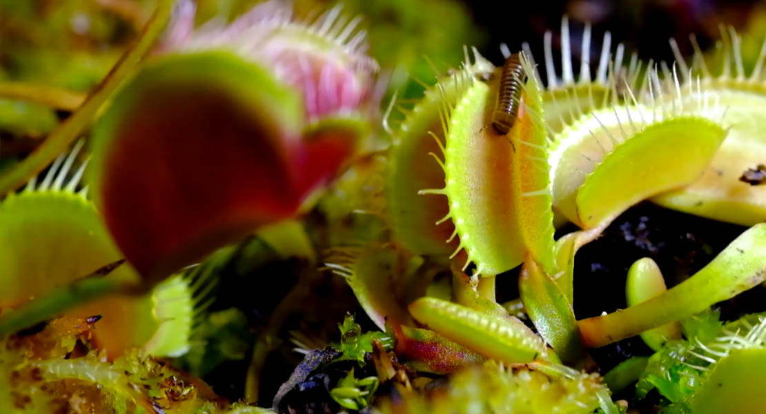 This Menacing Carnivorous Plant Timelapse Is A Horror Movie For