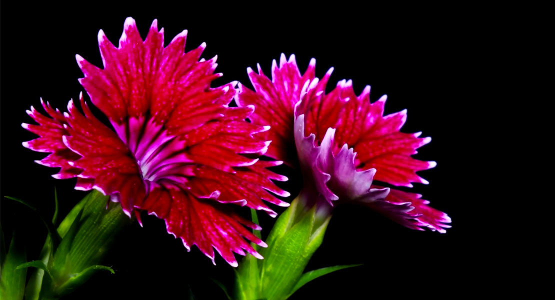 Flowers opening timelapse